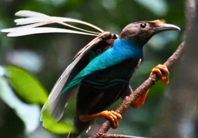 Halmahera Birdwatching & Photography