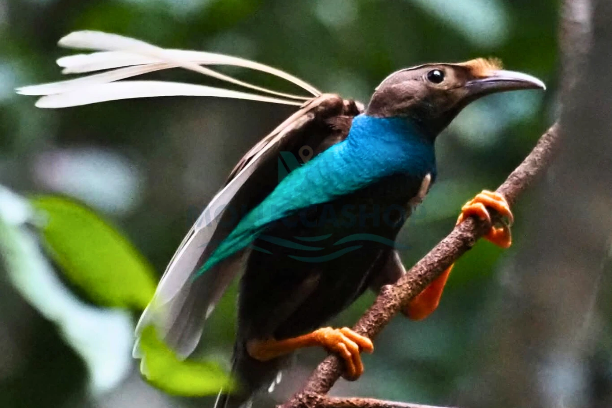 Halmahera Birdwatching & Photography