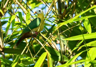 Sula Archipelago Birdwatching & Photography