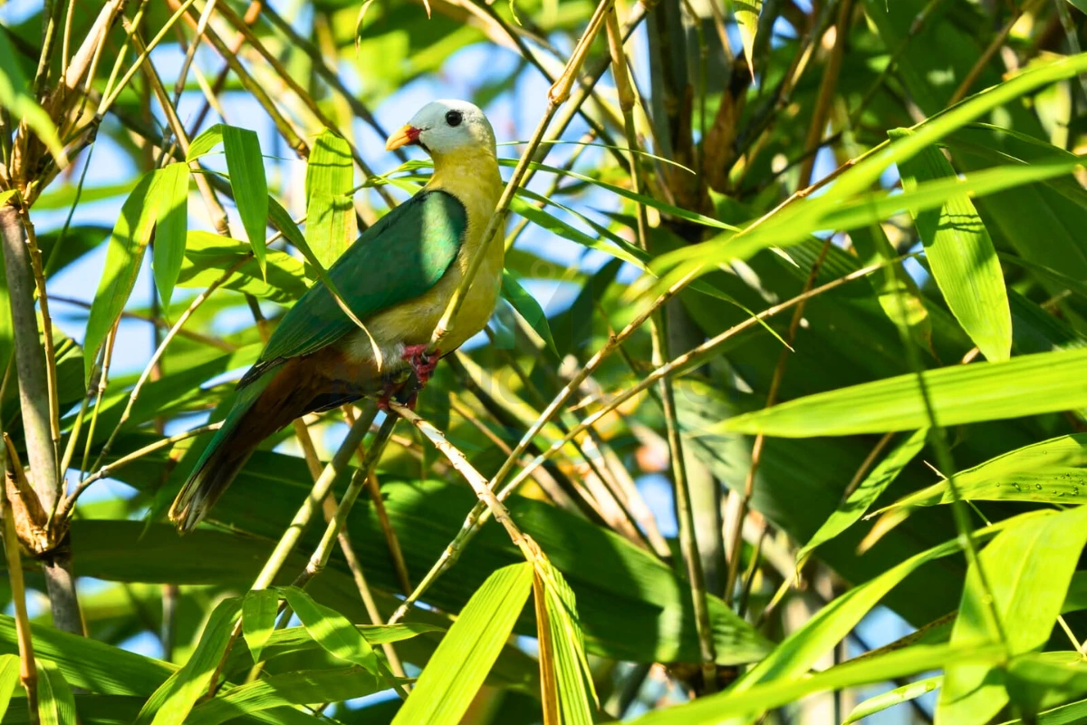 Sula Archipelago Birdwatching & Photography