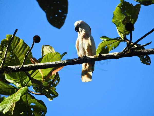 Ambon – Seram Birdwatching & Photography