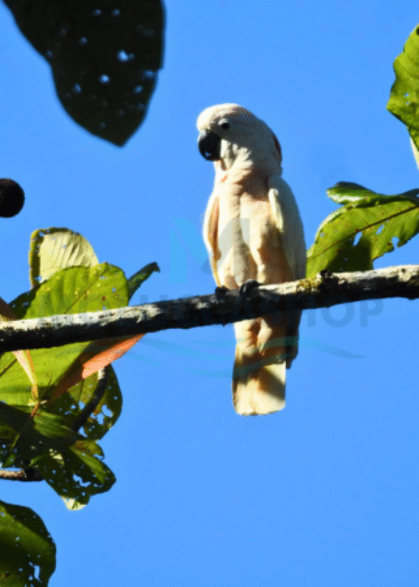 Ambon – Seram Birdwatching & Photography
