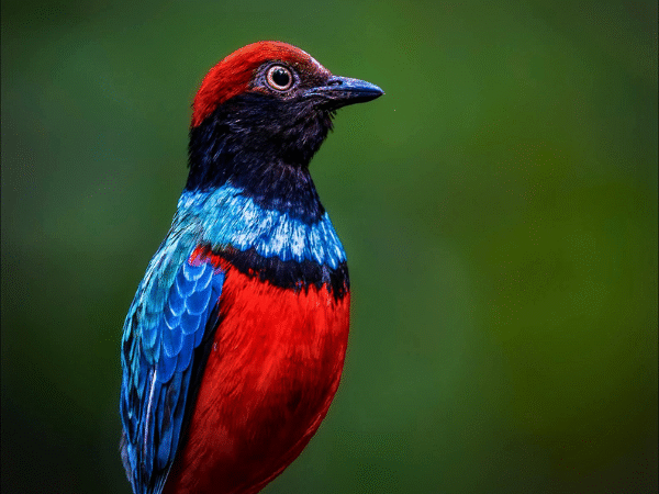 Sula Archipelago Birdwatching & Photography