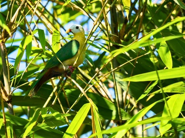 Sula Archipelago Birdwatching & Photography