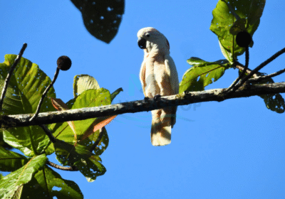 Ambon – Seram Birdwatching & Photography