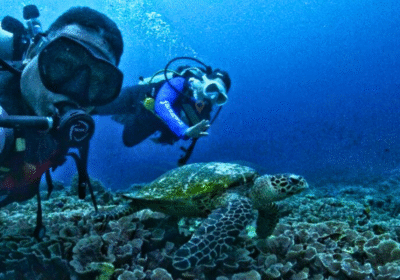 Moluccas Marine Tours – Diving & Snorkeling