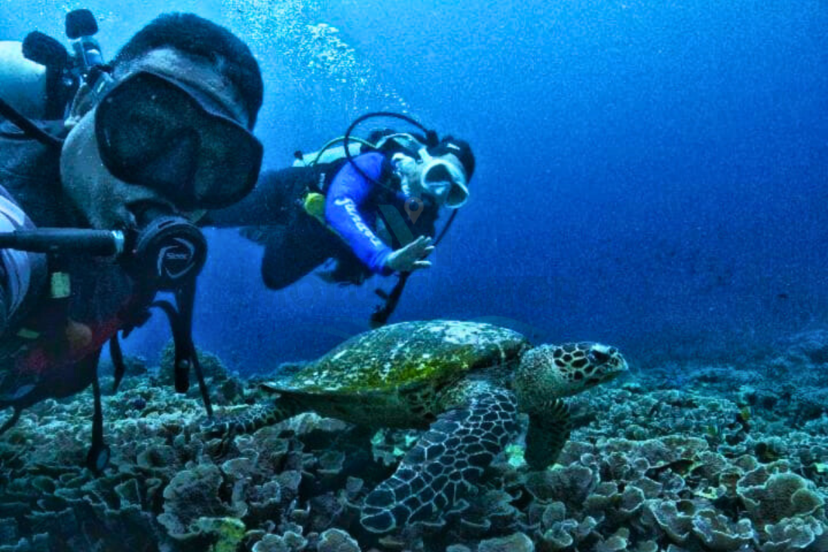 Moluccas Marine Tours – Diving & Snorkeling