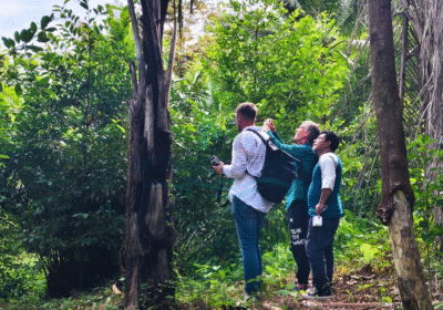 Bacan Island Birdwatching