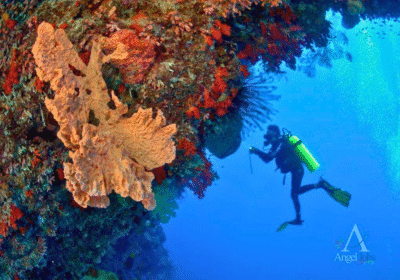 Ambon & Banda Neira Diving Guide 2026: Best Snorkeling, Hidden Marine Paradise & Top Dive Spots in Indonesia
