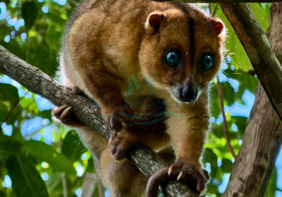 Halmahera Wildlife Adventure 2026: Indonesia’s Last Untouched Jungle Expedition for Rare Birds, Exotic Wildlife & True Rainforest Exploration