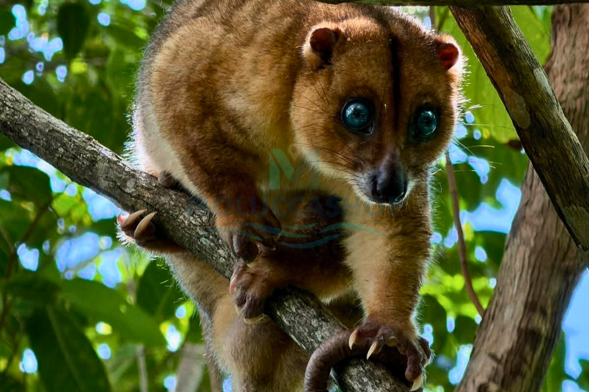 MoluccasHop - Blue Eyes Kuskus