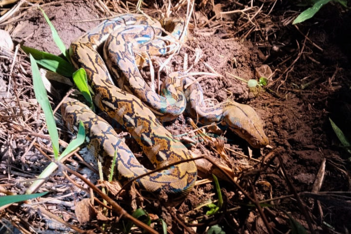 Halmahera Wildlife Adventure